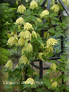 Clematis photograph