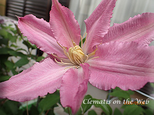 Clematis photograph