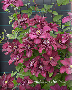 Clematis photograph