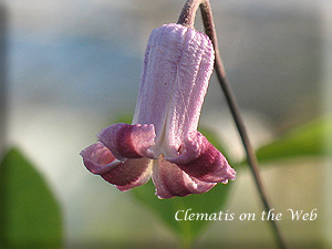 Clematis photograph