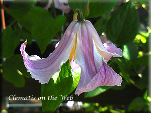 Clematis photograph