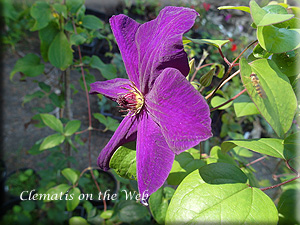 Clematis photograph