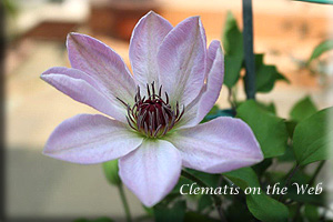 Clematis photograph