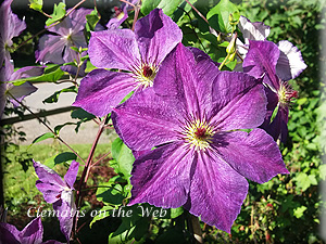 Clematis photograph