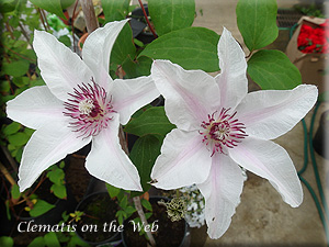 Clematis photograph