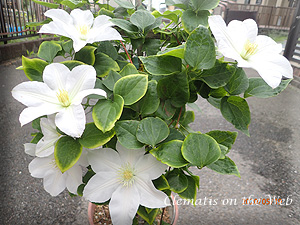 Clematis photograph