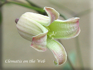 Clematis photograph