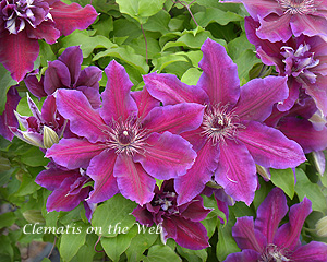 Clematis photograph