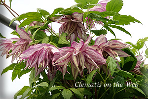 Clematis photograph