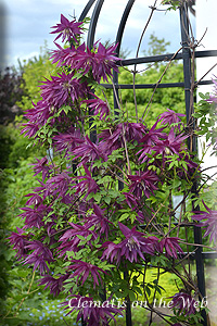 Clematis photograph