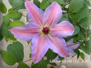 Clematis photograph