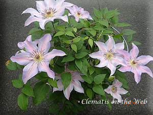 Clematis photograph