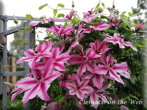 Clematis photograph