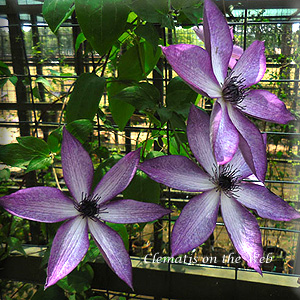 Clematis photograph