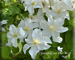 Clematis photograph