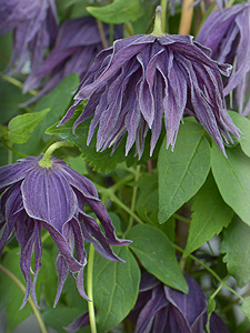 Clematis photograph