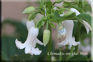 Clematis photograph