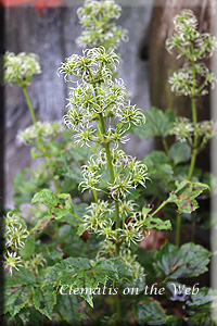 Clematis photograph