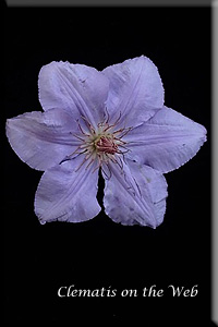 Clematis photograph