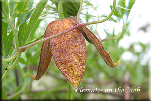 Clematis photograph