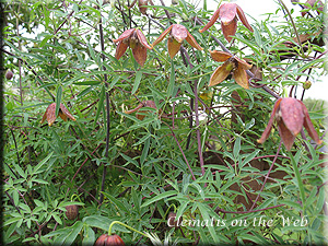 Clematis photograph