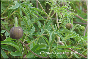 Clematis photograph