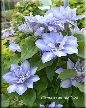 Clematis photograph