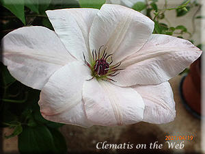 Clematis photograph