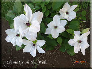 Clematis photograph