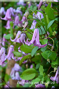 Clematis photograph