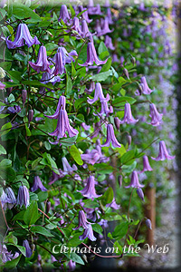 Clematis photograph