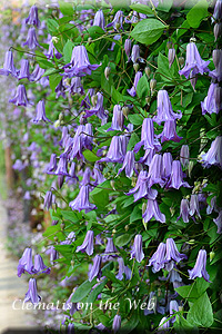 Clematis photograph