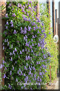 Clematis photograph