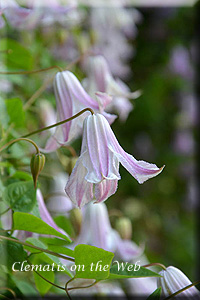 Clematis photograph