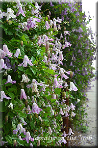 Clematis photograph