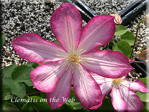 Clematis photograph