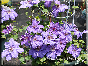 Clematis photograph