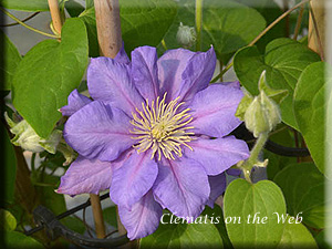 Clematis photograph