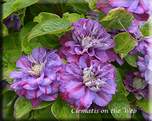 Clematis photograph