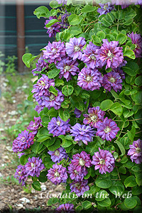 Clematis photograph