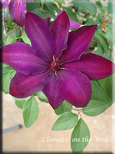 Clematis photograph