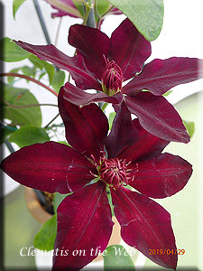 Clematis photograph