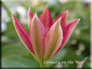 Clematis photograph