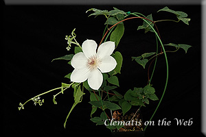 Clematis photograph