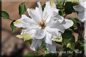 Clematis photograph