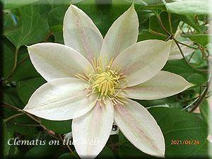 Clematis photograph