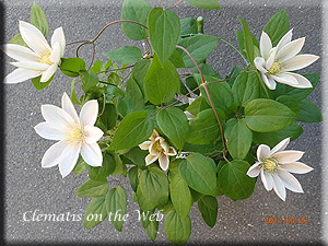 Clematis photograph