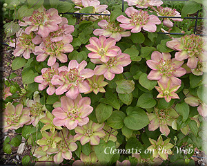 Clematis photograph