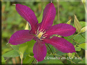 Clematis photograph