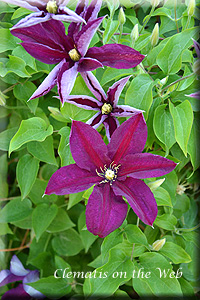 Clematis photograph